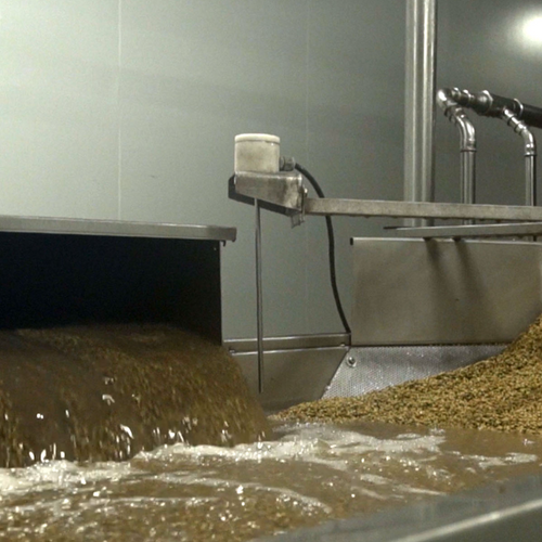 Organic Lentils Tin 3kg