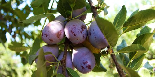 A fruitful future: how the California Prune Board is powering efforts to sustain the premium prune category