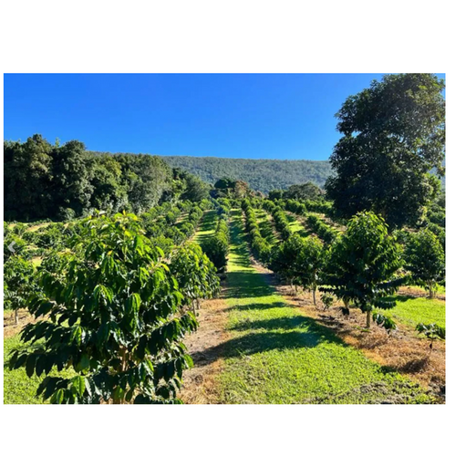 Generations Coffee - 100% Kona Coffee