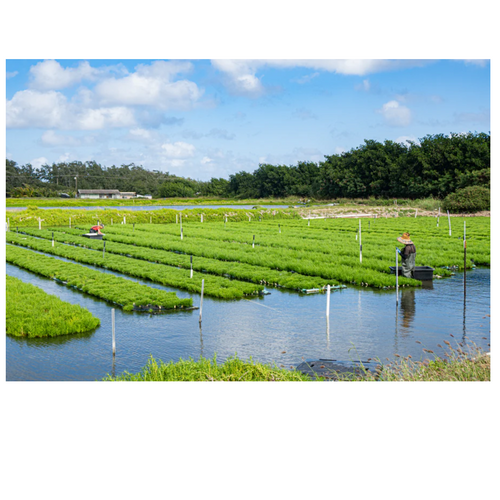 Marine AgriFuture - Olakai - Sea Asparagus
