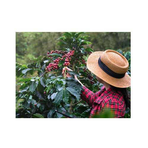 Generations Coffee - 100% Kona Coffee