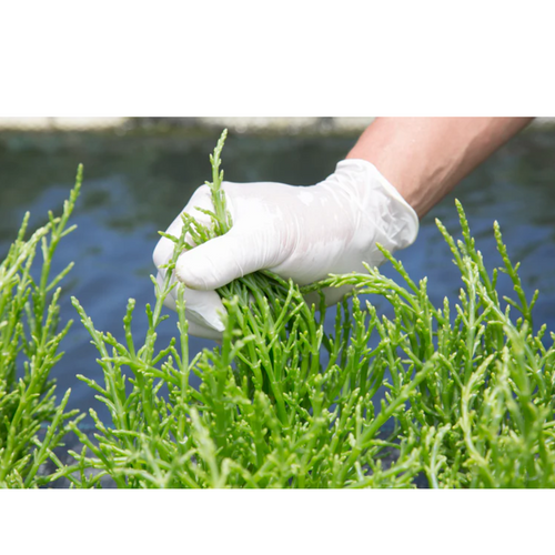 Marine AgriFuture - Olakai - Sea Asparagus