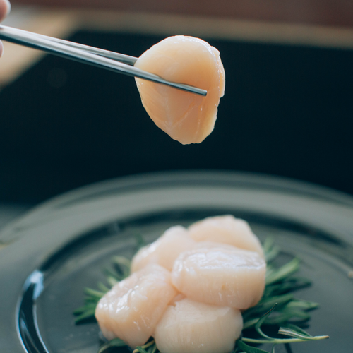 Japanese Hokkaido Scallops  (Patinopecten yessoensis)