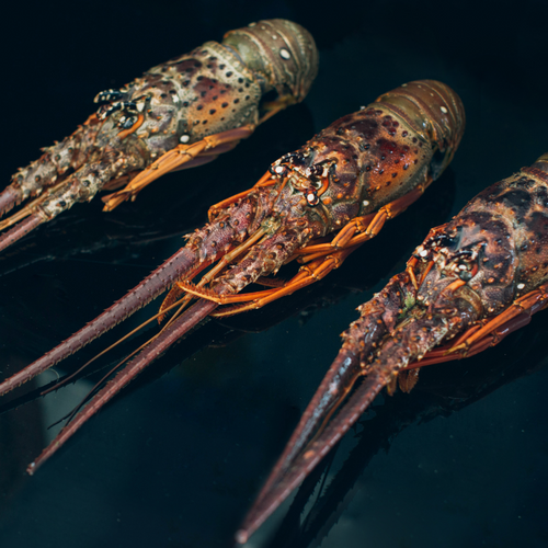 Spiny Rock Lobsters (Panulirus argus)