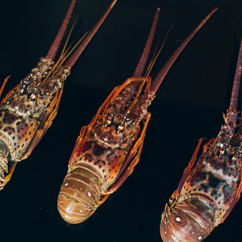 Spiny Rock Lobsters (Panulirus argus)