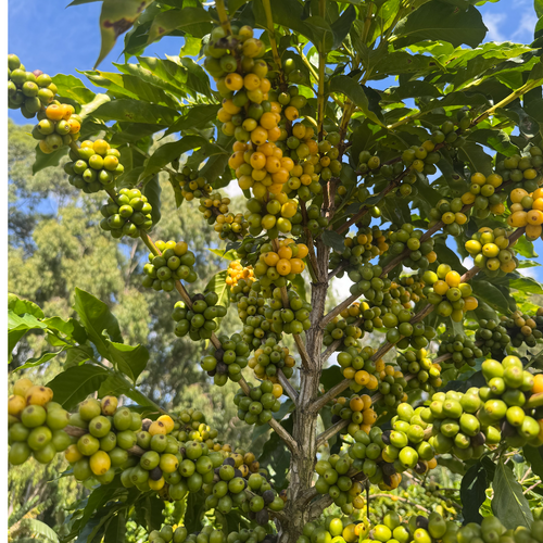 Brazilian Arabica Green Coffee Beans