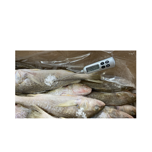 Frozen Fish