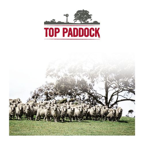 Top Paddock Lamb brochure