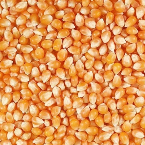 Yellow Butterfly Popcorn