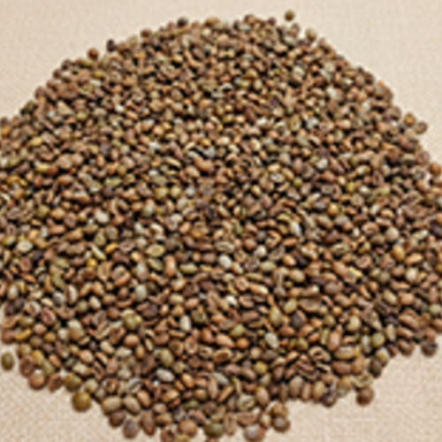 CONILON/ROBUSTA COFFEE