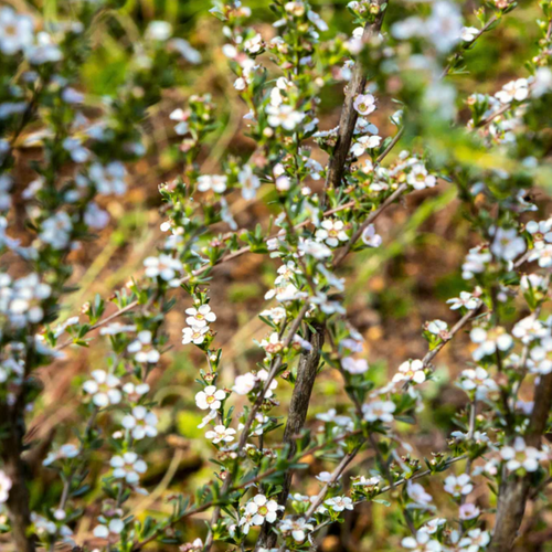 Australian Manuka On The Go Honey Snaps