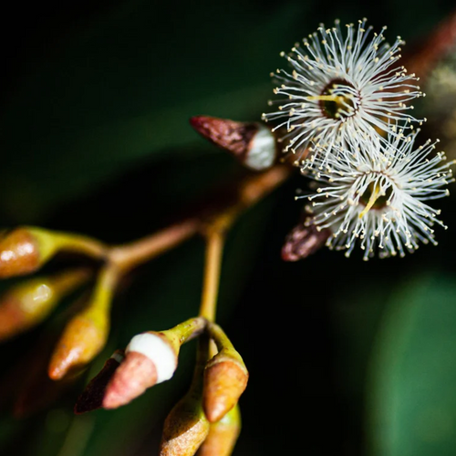 Australian Super Jarrah Honey TA50+