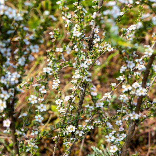 Australian Manuka Honey MGO 514+ (Wellness+)