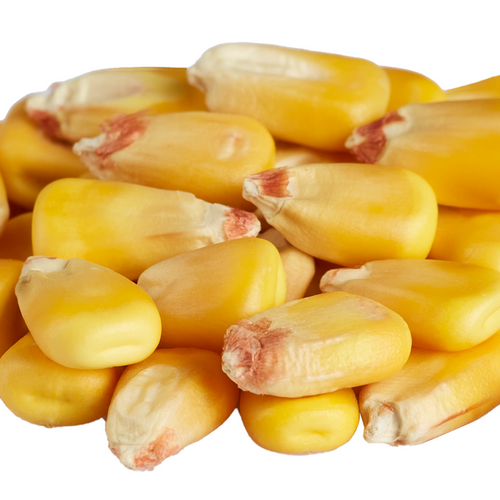Raw Waxy Corn