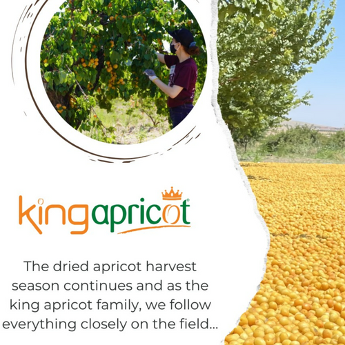DRIED APRICOTS