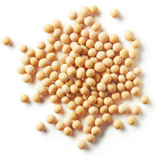 SOYBEAN