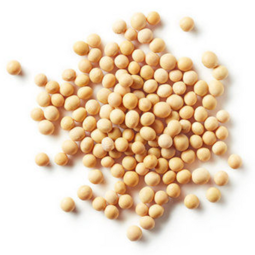 SOYBEAN