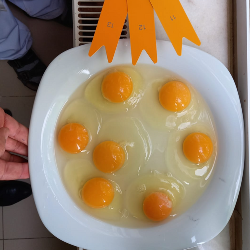FRESH TABLE EGG