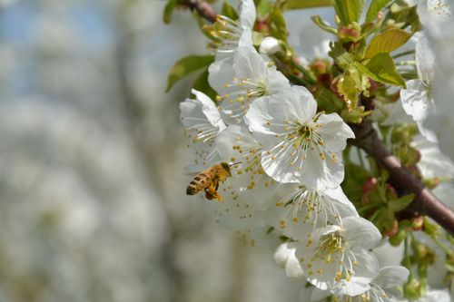 MIELIZIA PRODUCT PRESENTATION