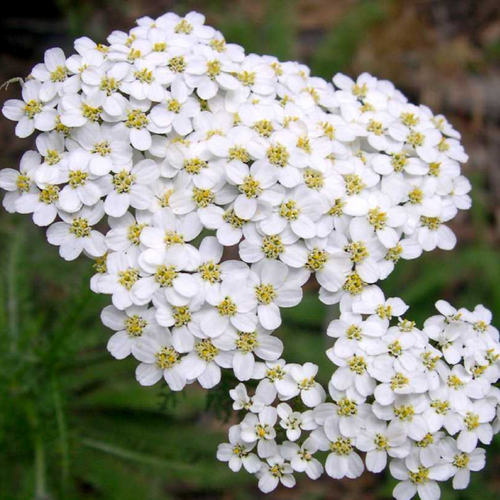 TOTAL CO2 BOTANICAL EXTRACT OF YARROW RAW MATERIAL