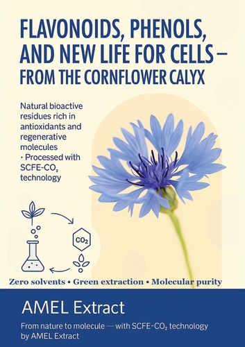 Cornflower Calix
