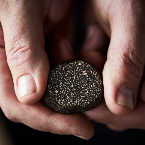 Fresh Truffle - Best Black Truffle in the World (tuber melanosporum