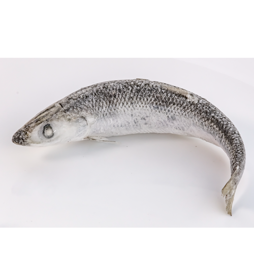 IQF Baltic herring/sardines