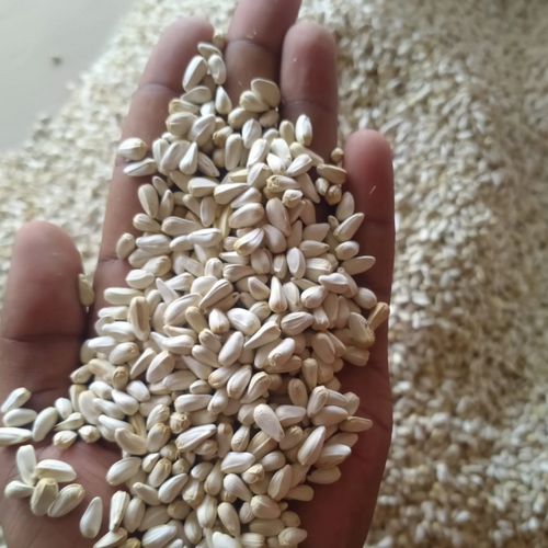 Safflower Seeds (Carthamus tinctorius)
