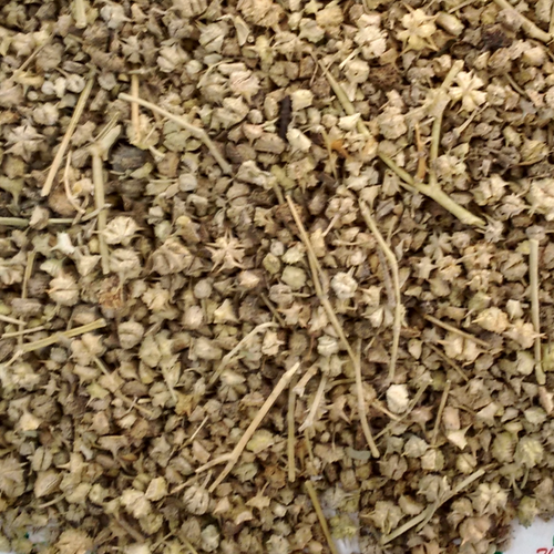 Puncture Vine (Tribulus terrestris)