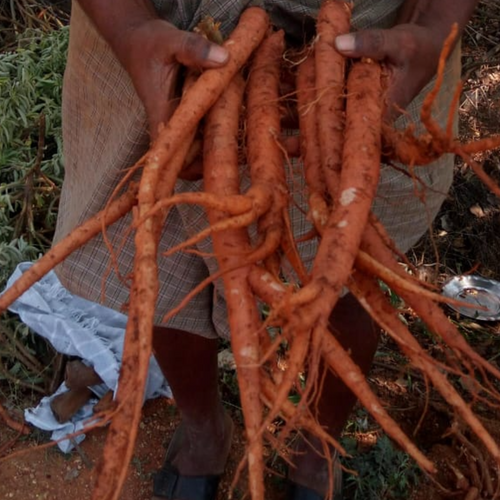 Coleus / Plectranthus Root (Plectranthus barbatus)