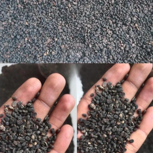 Babchi Seeds (Psoralea corylifolia)