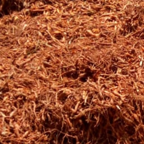 Coleus / Plectranthus Root (Plectranthus barbatus)