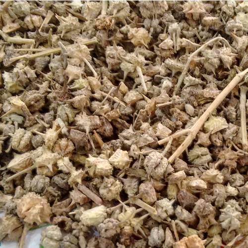 Puncture Vine (Tribulus terrestris)