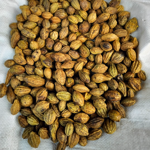 Chebulic Myrobalan / Terminalia Chebula (Terminalia chebula)