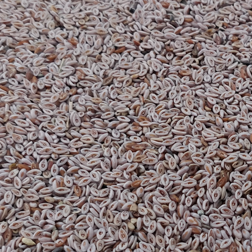 Psyllium Husk (Plantago ovata)