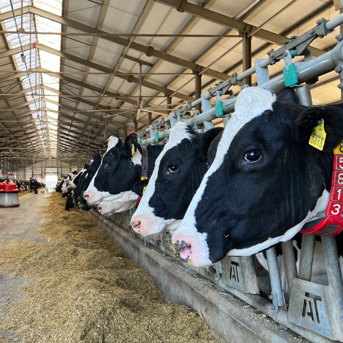 Robotic Dairy Farm Project (2,500 Holstein Cows)
