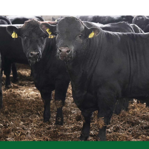 Robotic Dairy Farm Project (2,500 Holstein Cows)