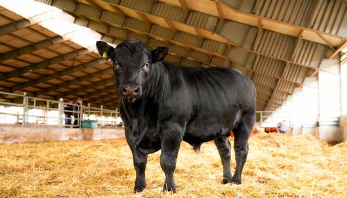 Live weight beef cattle. Premium-quality frozen beef