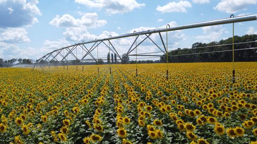 Sunflower Oil and Oilcake