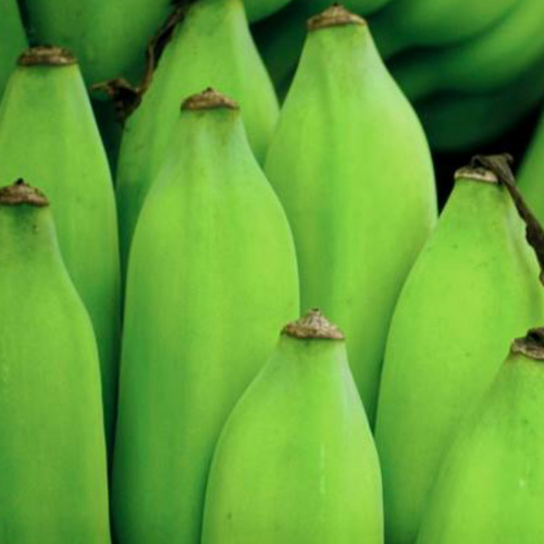 Premium Cavendish Bananas from Vietnam
