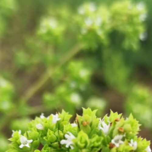 Oregano Oil