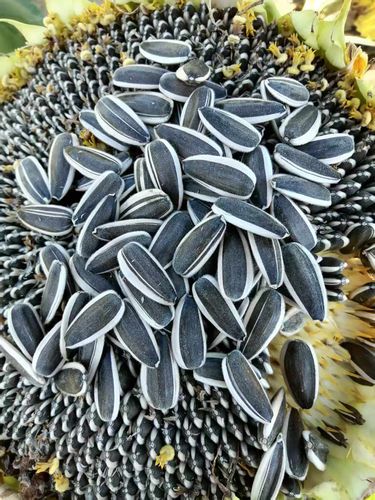 Premium sunflower seeds