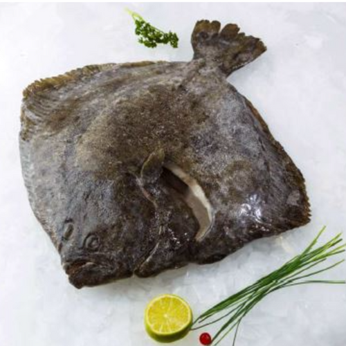 FROZEN TURBOT