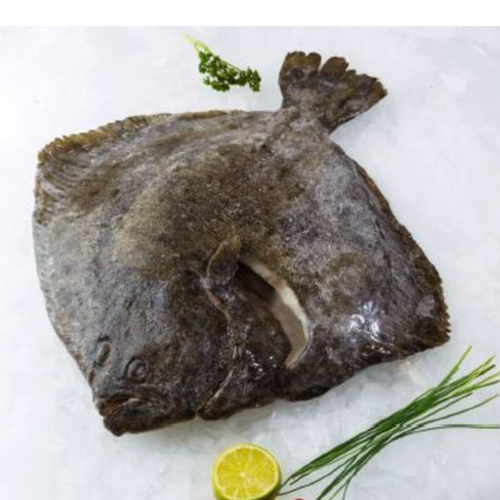 FROZEN TURBOT