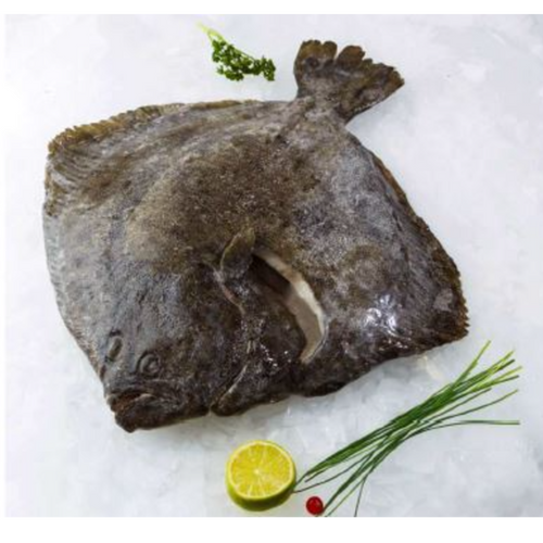 FROZEN TURBOT
