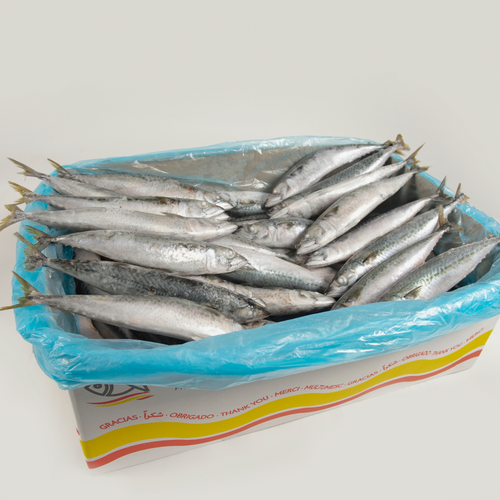 Mackerel