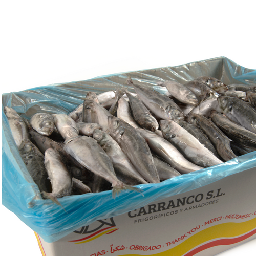 FROZEN HORSE MACKEREL