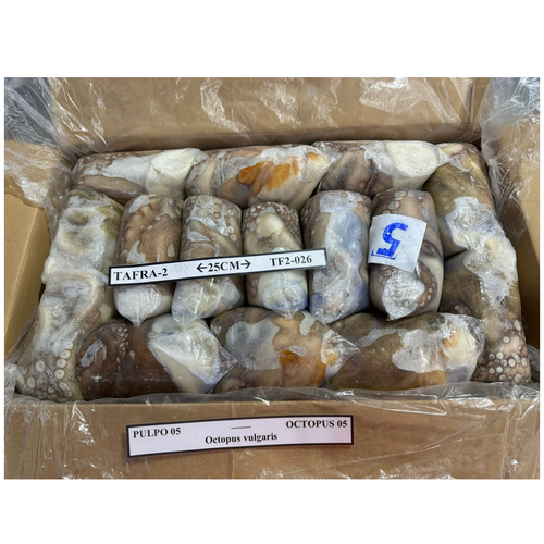 Octopus - Octopus Vulgaris