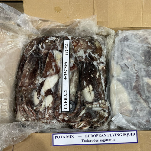European Flying Squid - Todarodes Sagittatus