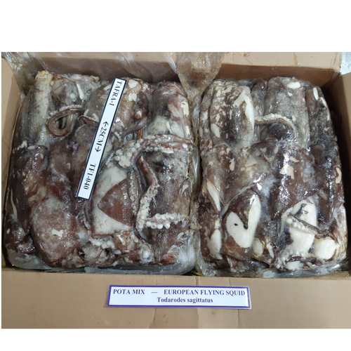 European Flying Squid - Todarodes Sagittatus